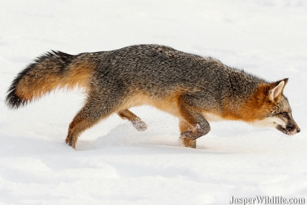 Gray Fox in Jasper, Alberta