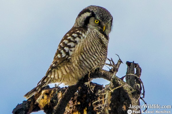 Northern Hawk-Owl - Jasper Wildlife Tours
