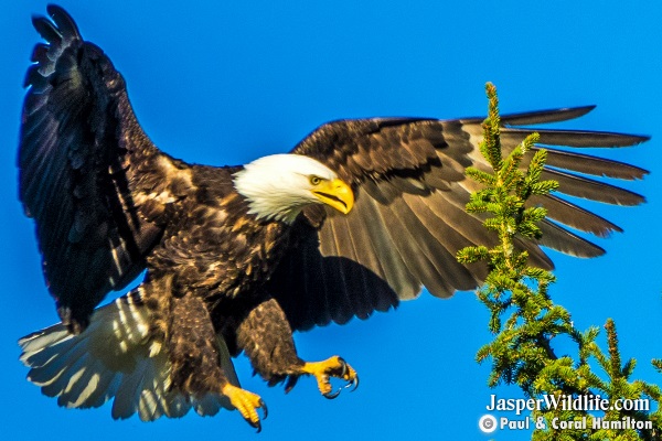 Bald Eagle - Jasper Wildlife Tours