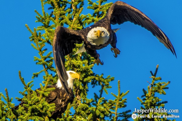 Jasper Bald Eagle Wildlife 4