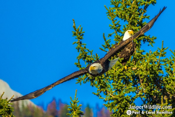 Jasper Bald Eagle Wildlife 3