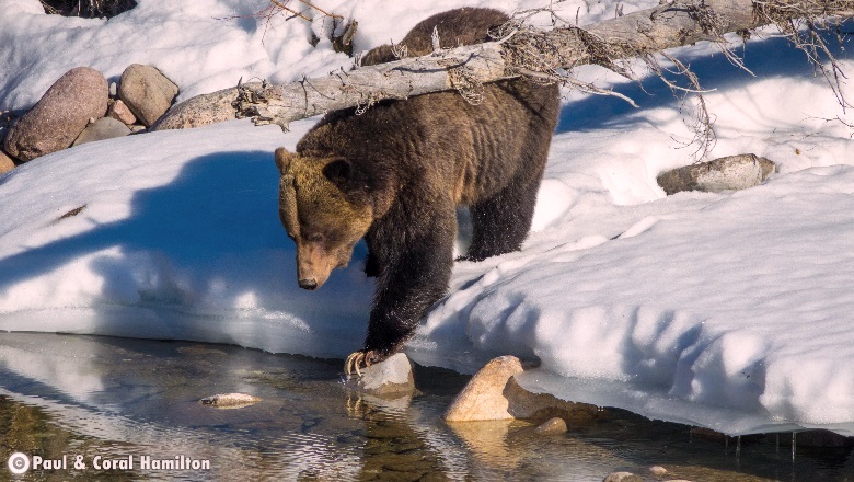 Male Grizzly Just out of Hibernation