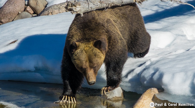 Male Grizzly in Snow Early 2018