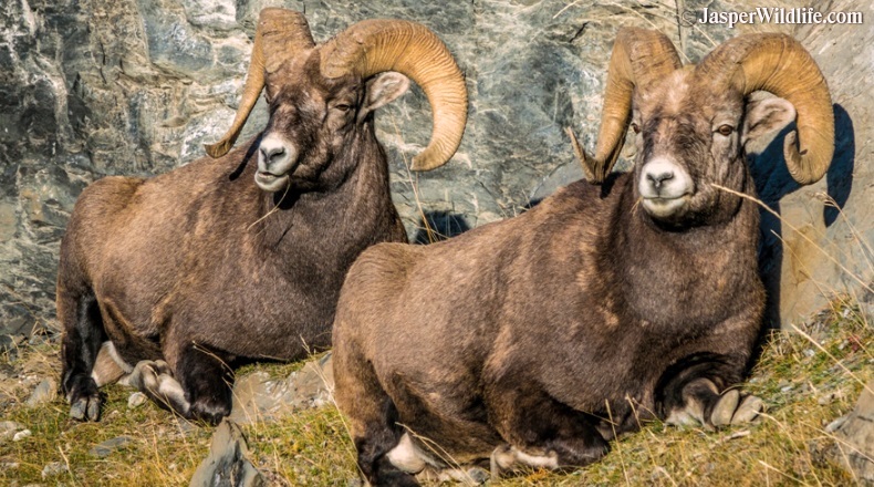Jasper wildlife 2 male bighorn sheep