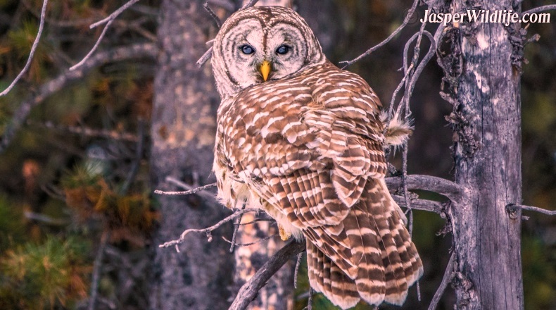 Jasper wildlife barred owl