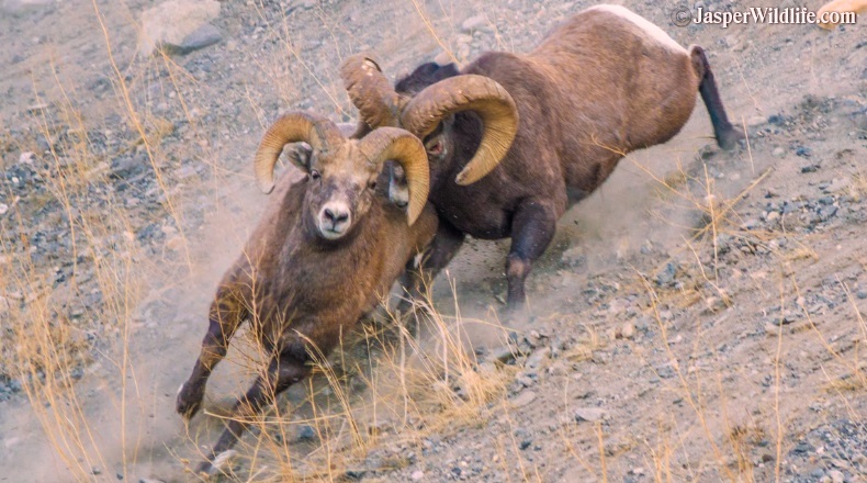 Jasper wildlife bighorn sheep battle