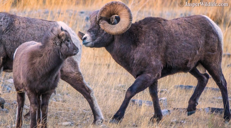 Jasper wildlife bighorn sheep family
