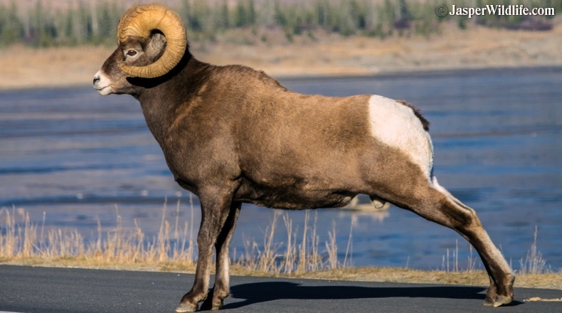 Jasper wildlife bighorn sheep male