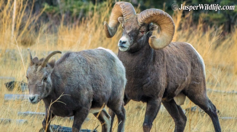 Jasper wildlife bighorn sheep mating
