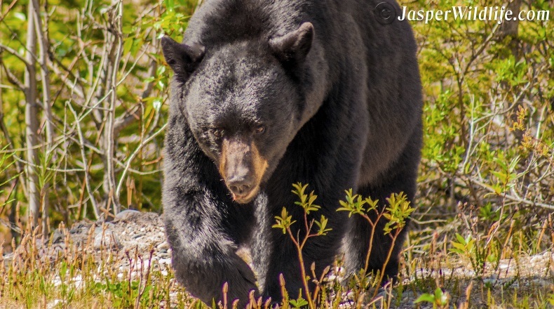 Jasper wildlife black bear 2018