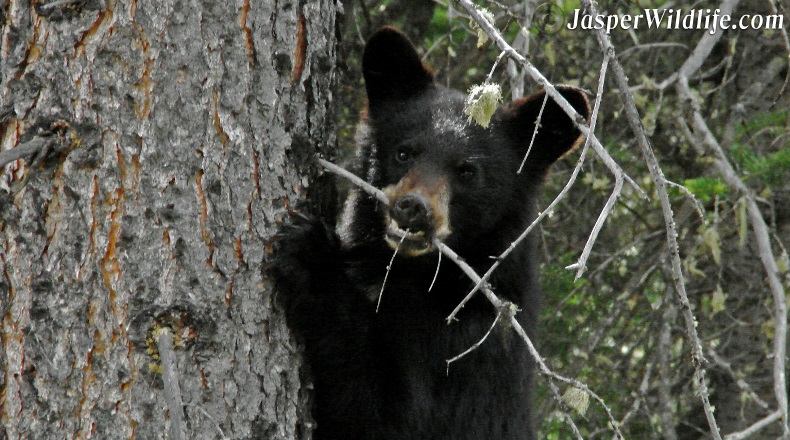 Jasper wildlife black bear cub