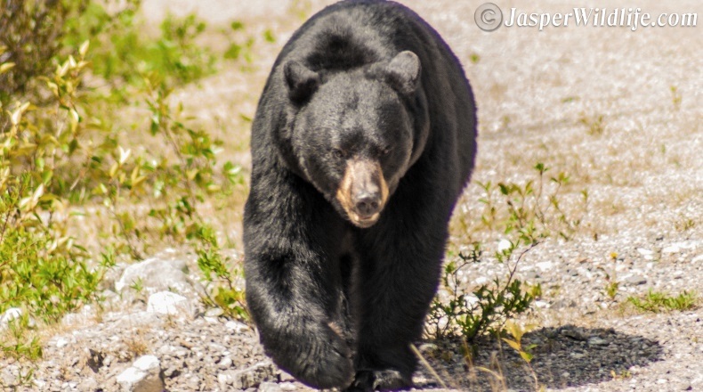 Jasper wildlife black bear on a hot day