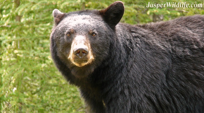 Jasper wildlife black bear mother
