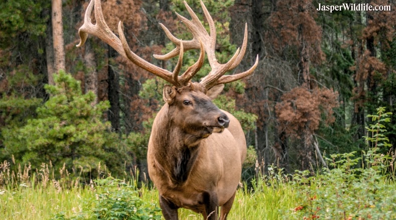 Jasper wildlife bull elk September