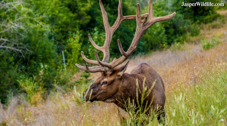 Jasper wildlife bull elk August