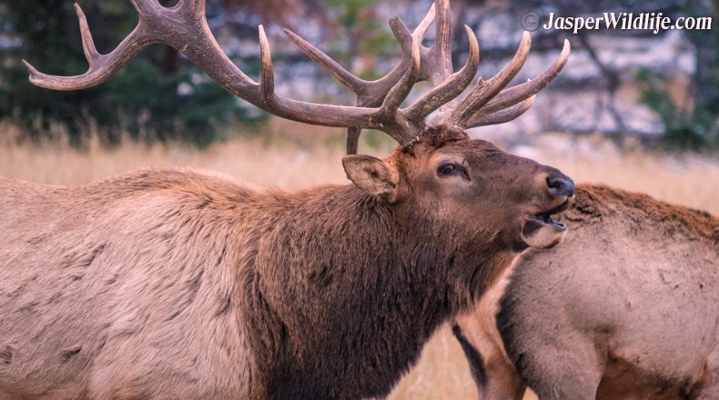 Jasper wildlife bull elk with cow