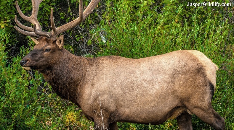 Jasper wildlife elk bull end August