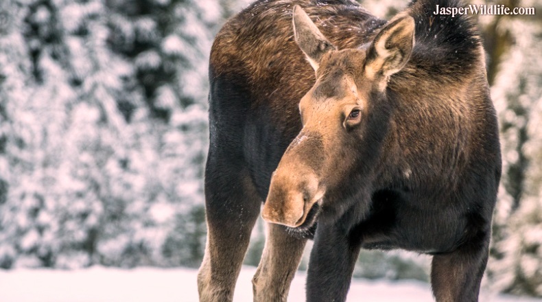 Jasper wildlife female moose
