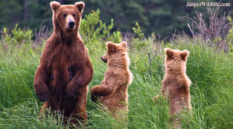 Jasper wildlife grizzly mother with 2 cubs