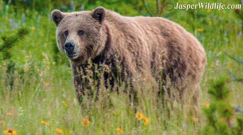 Jasper wildlife large grizzly bear