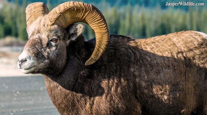 Jasper wildlife large male bighorn sheep