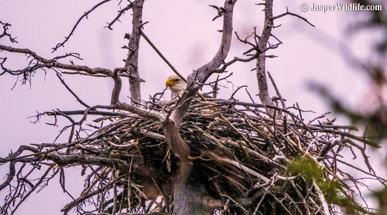 Jasper wildlife lone eagle in nest