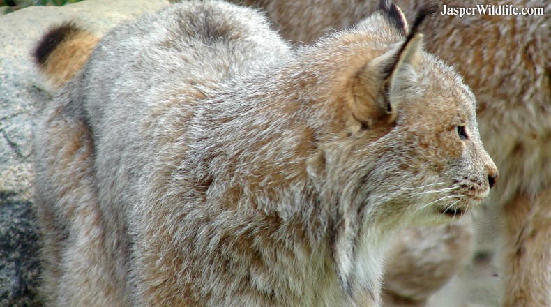 Jasper wildlife lynx mating pair