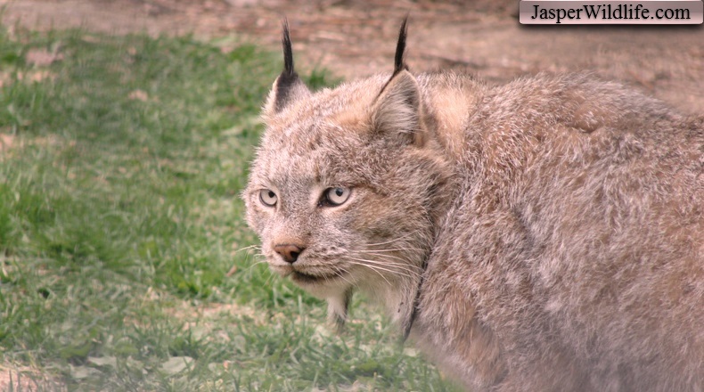 Jasper wildlife lynx
