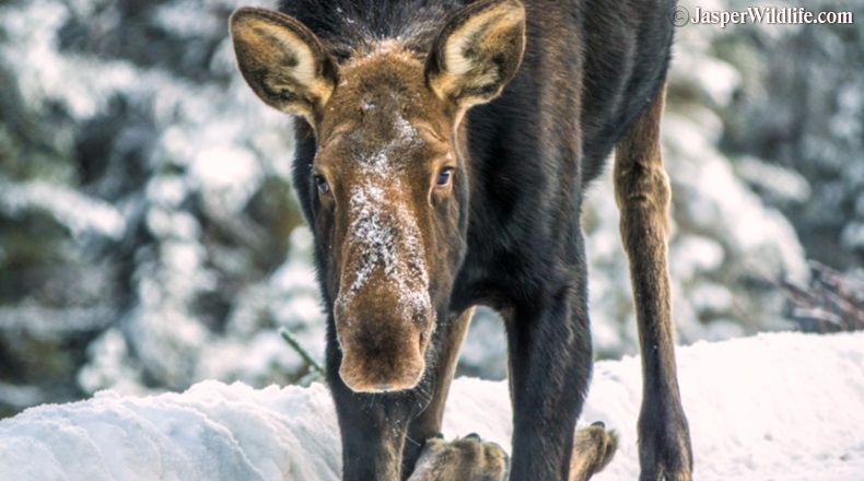 Jasper wildlife moose calf kneeling