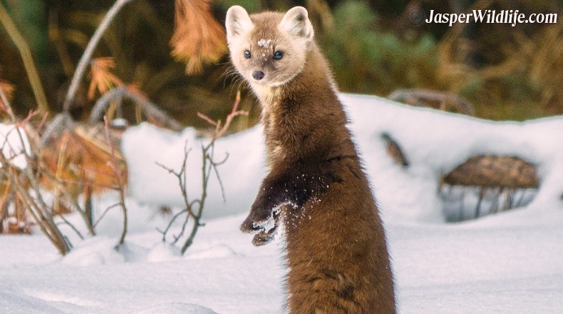 Jasper wildlife pine marten in winter