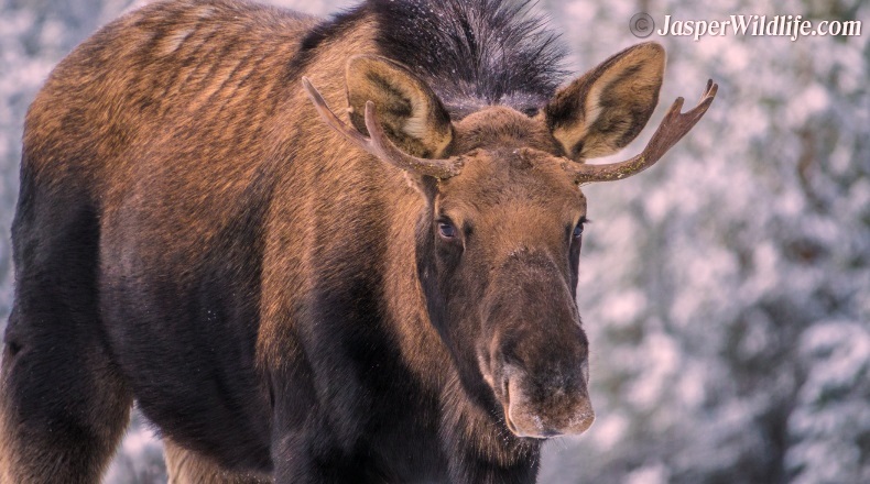 Jasper wildlife young bull moose in winter