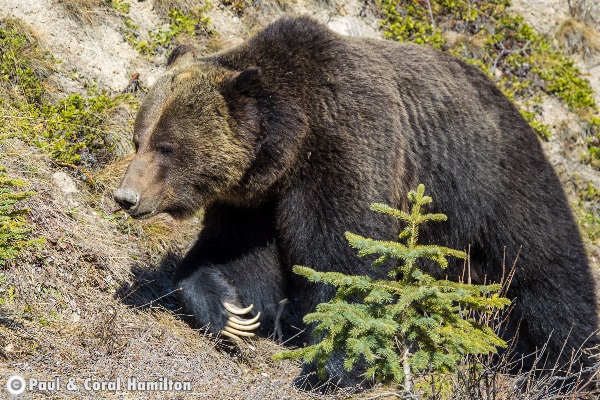 Jasper Large Male Grizzly April 2018 - Wildlife