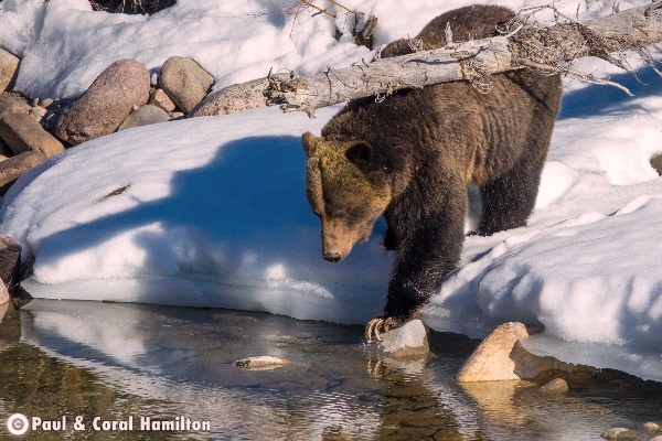 Jasper Large Male Grizzly 2018 in Creek with Snow - Wildlife