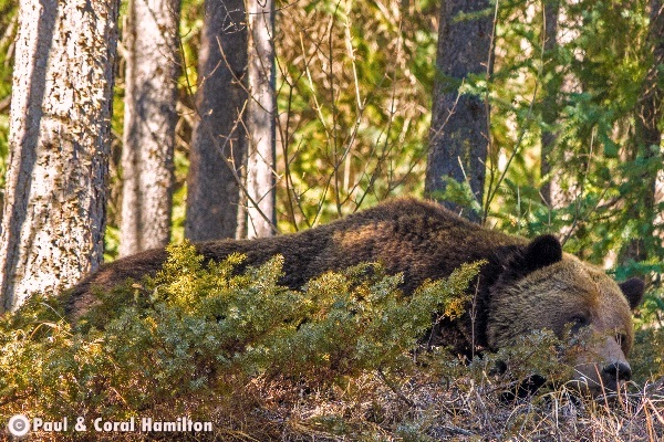Jasper Large Male Grizzly Just out of Hibernation 2018 Sleeping - Wildlife