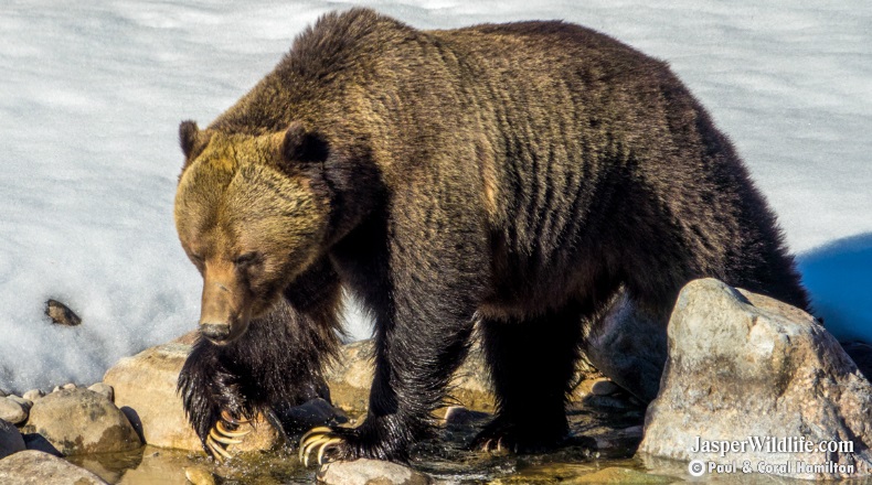 Grizzly or Brown Bear - Jasper Wildlife Tours
