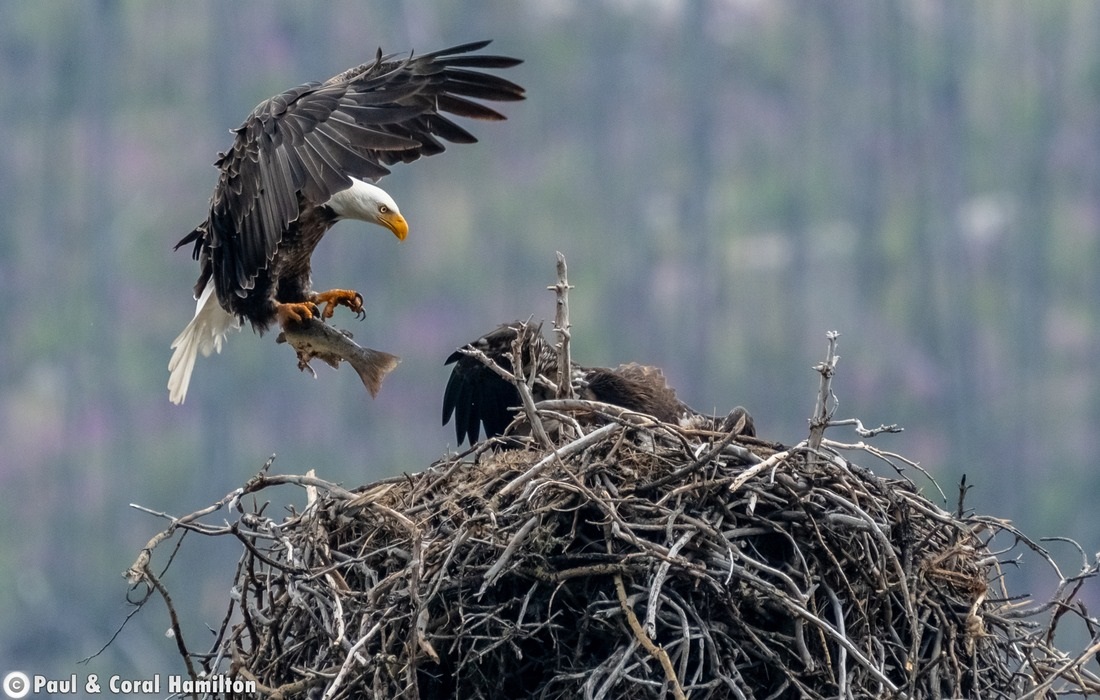 Bald Eagle feeding young in Jasper, Alberta