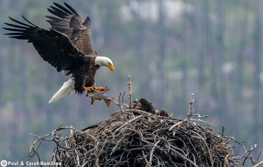 Bald Eagle feeding young in Jasper, Alberta