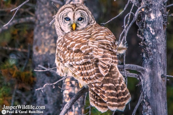Barred Owl - Jasper Wildlife Tours