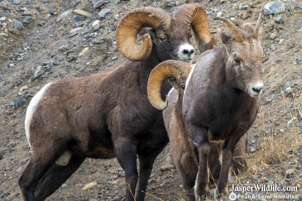 Jasper Wildlife Tours Bighorn Sheep 1