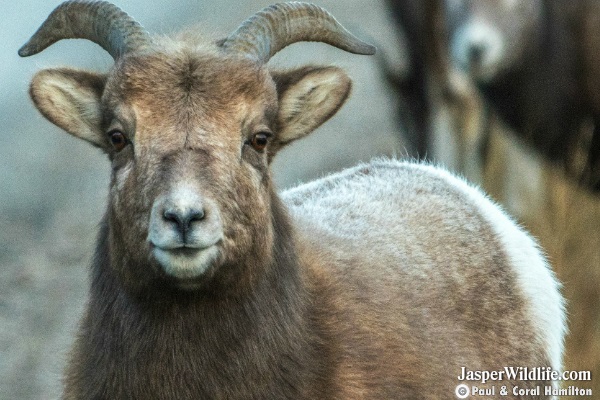 Jasper Wildlife Tours Bighorn Sheep 4