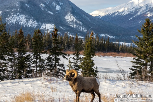 Jasper Wildlife Tours Bighorn Sheep 5