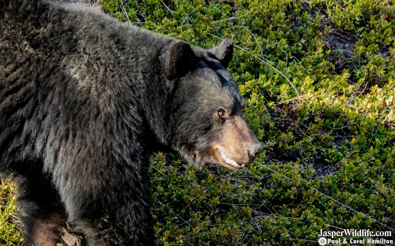 Black Bear Jasper Wildlife Tours