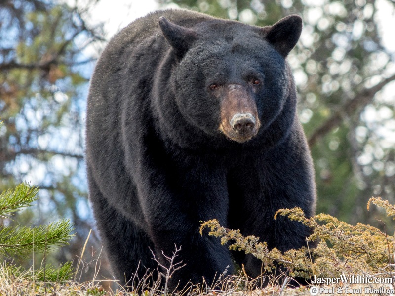 Black Bear in April 2020 Jasper National Park Wildlife Tours