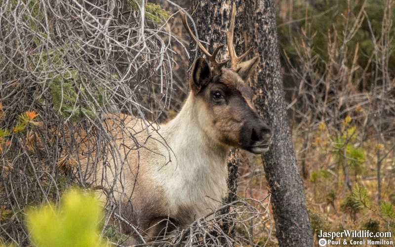 Caribou in Jasper National Park Wildlife Tours 2019