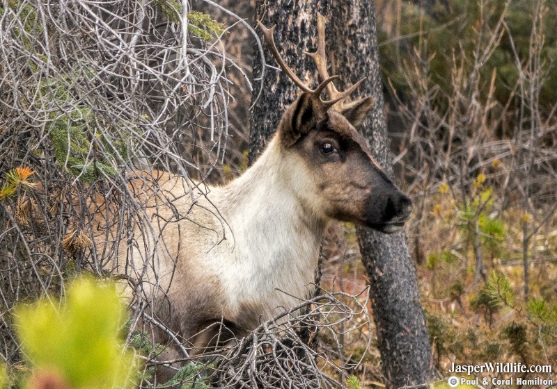 Caribou in Jasper National Park Wildlife Tours 2019 3