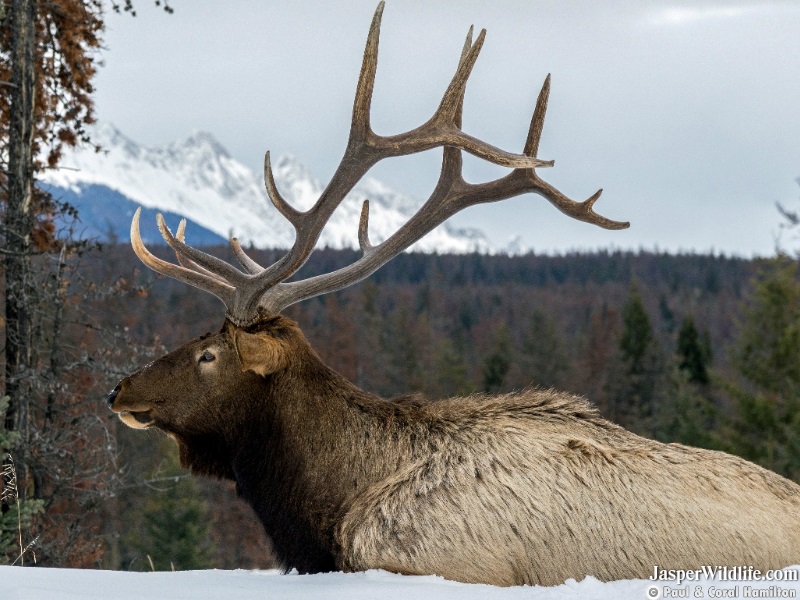 Mature Elk Bull resting in March 2020 - Jasper Wildlife Tours