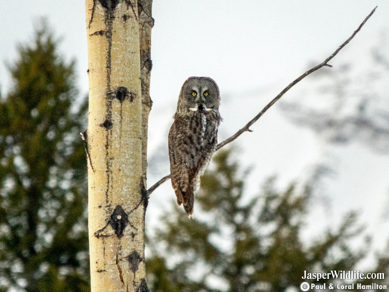 Great Grey Owl in Jasper, Alberta wildlife tours