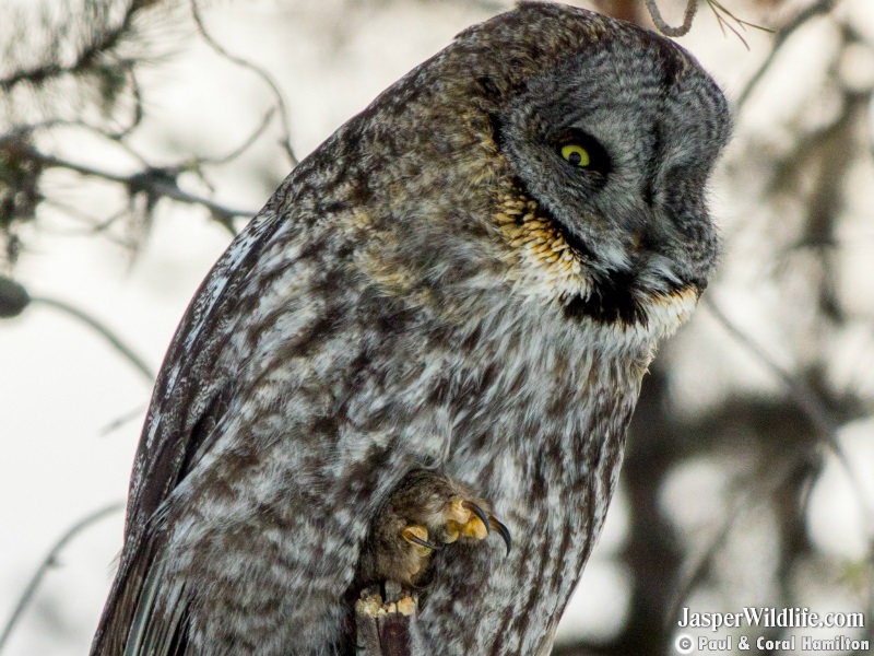 Great Grey Owl feet and talons