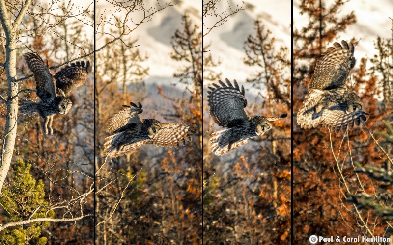 Great Grey Owl Flying in Jasper National Park