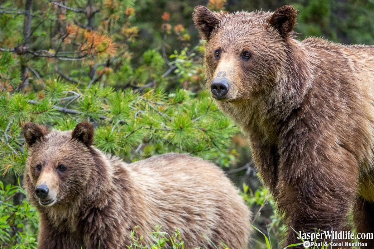Jasper Back Country Grizzly Bear Family 2019